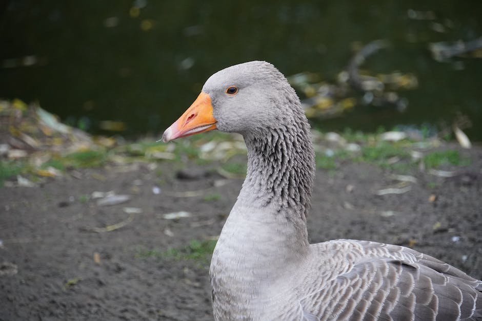 Vögel beim fliegen gegen Fensterprallen ab