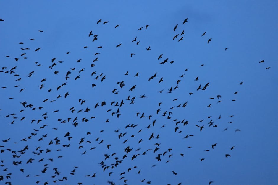 "Verhindern dass Vögel gegen Fenster fliegen"